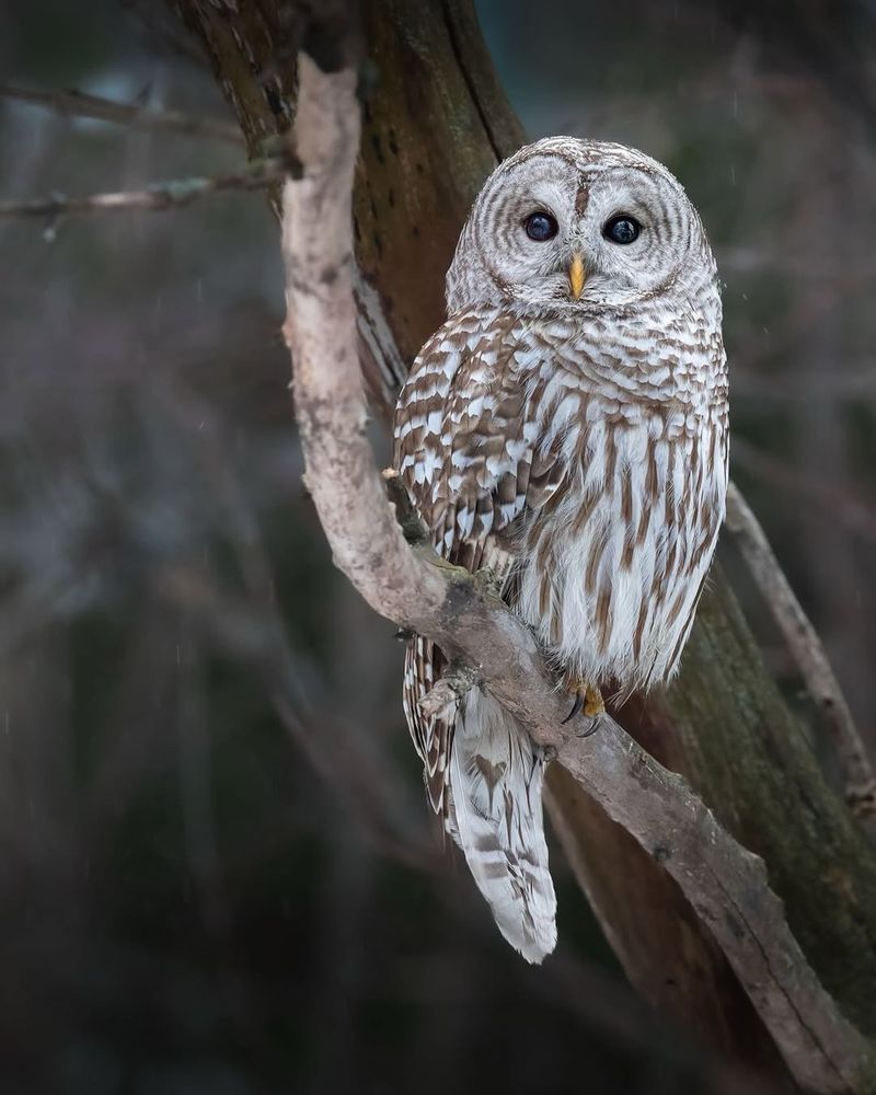 The Owl May Be Hunting At Night The Owl May Be Hunting At Night