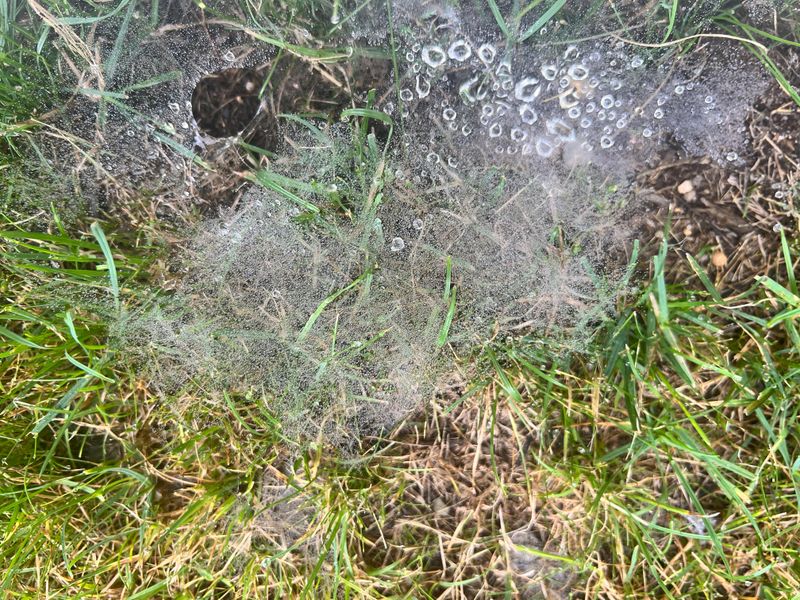 The Panic Spraying Mistake Most Homeowners Regret
