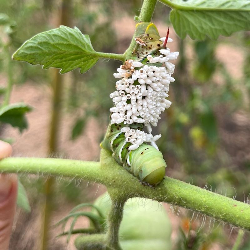 The Payoff After The Wasps Emerge