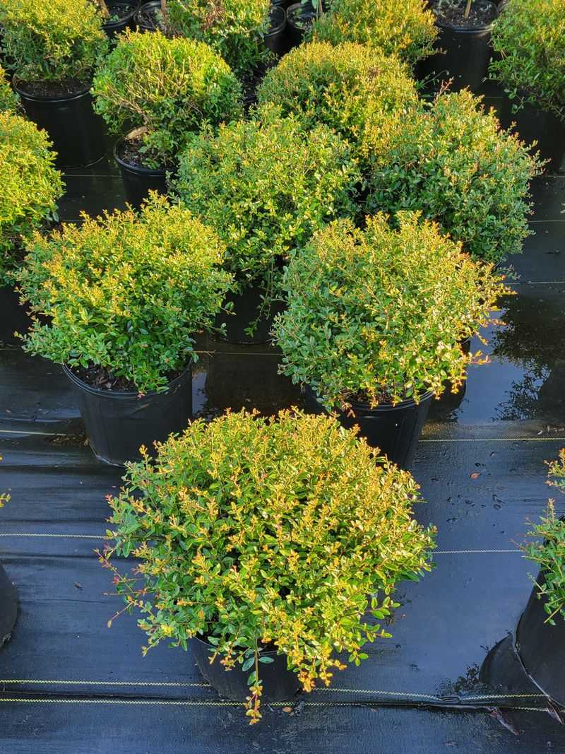 The Payoff And Long Term Protection Against Pests And Rot