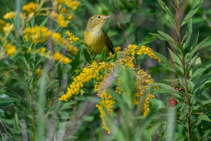 The Payoff In Bees, Monarchs, And Winter Birds