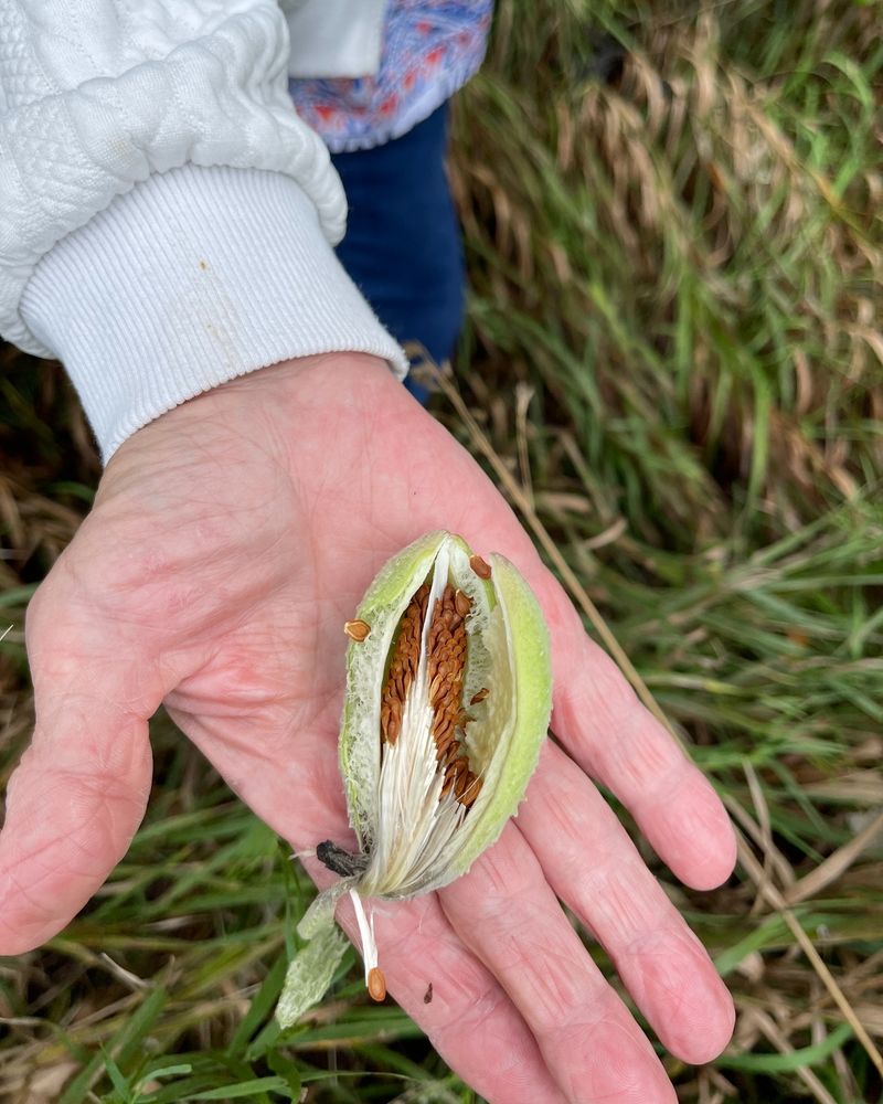The Perfect Moment To Gather Pods The Perfect Moment To Gather Pods