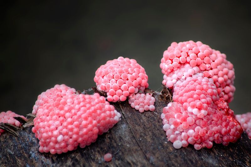 The Pink Blobs Belong To Apple Snails