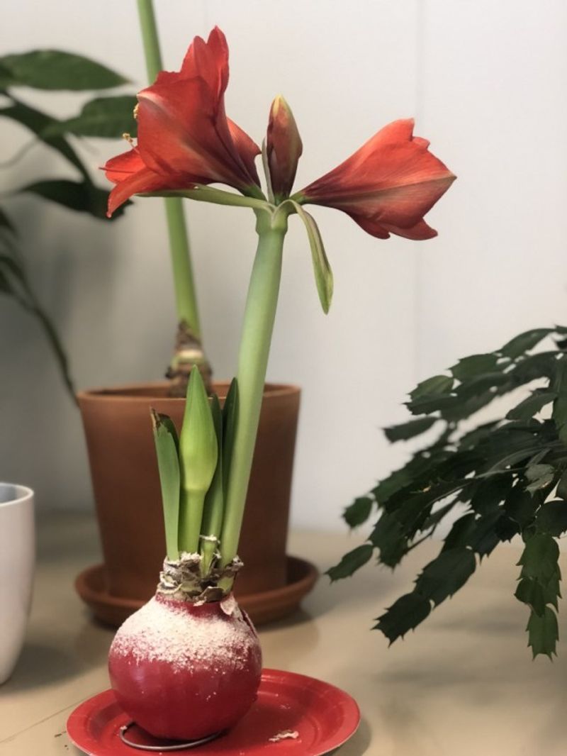 The Plant Wisconsin Calls Amaryllis