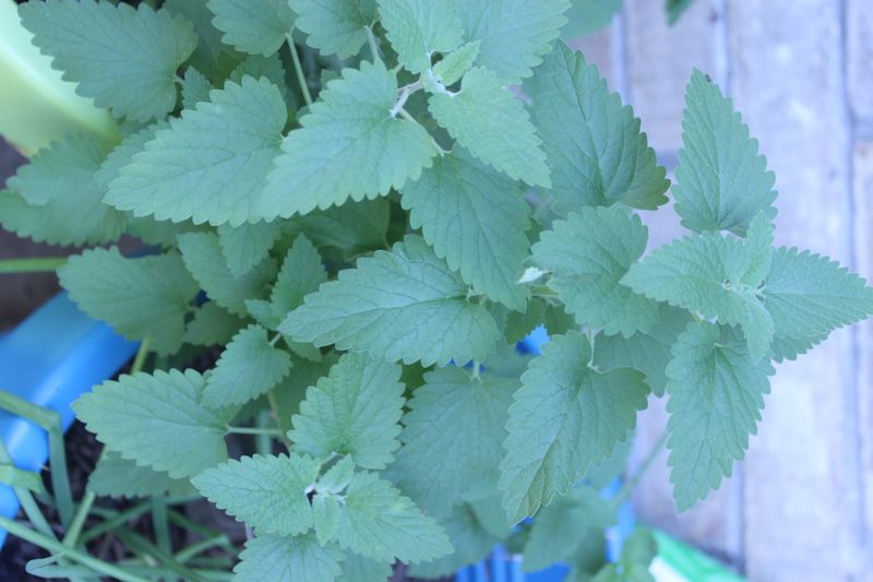The Plant Works Best As Part Of A Bigger Strategy