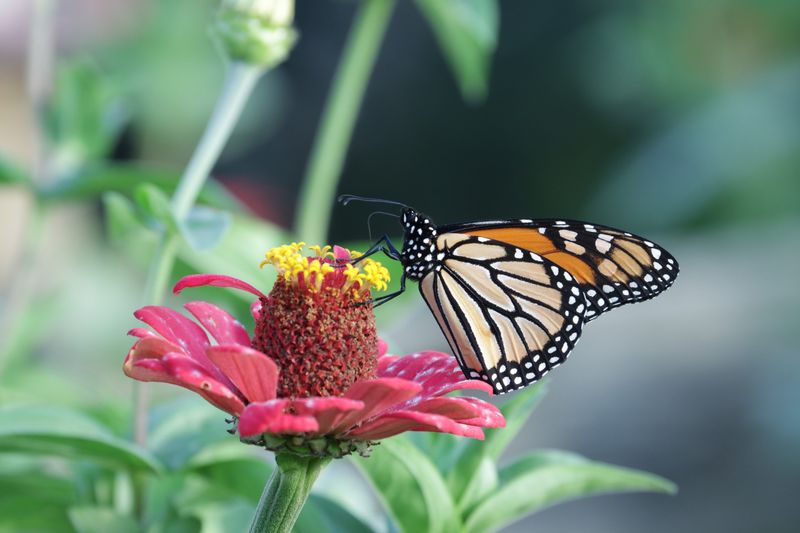 The Plants Monarchs Need Before Their Journey South The Plants Monarchs Need Before Their Journey South