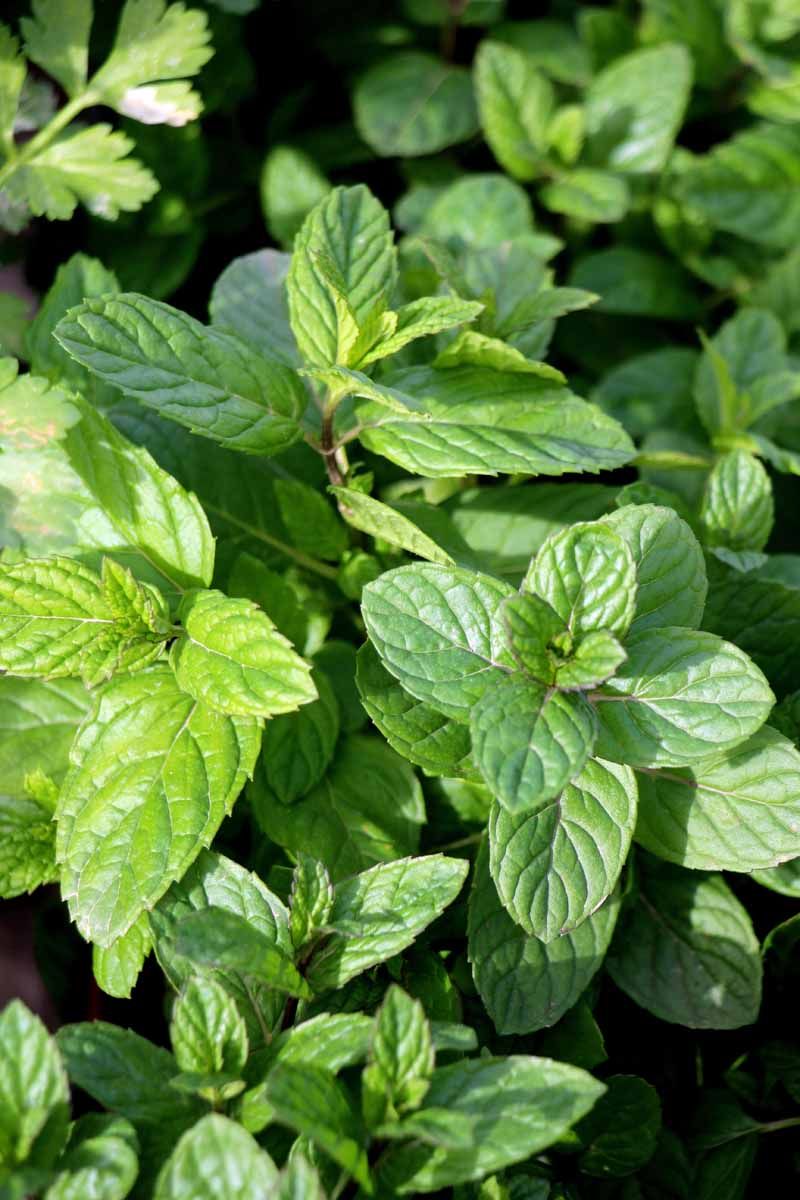 The Porch Plant Behind The Claim