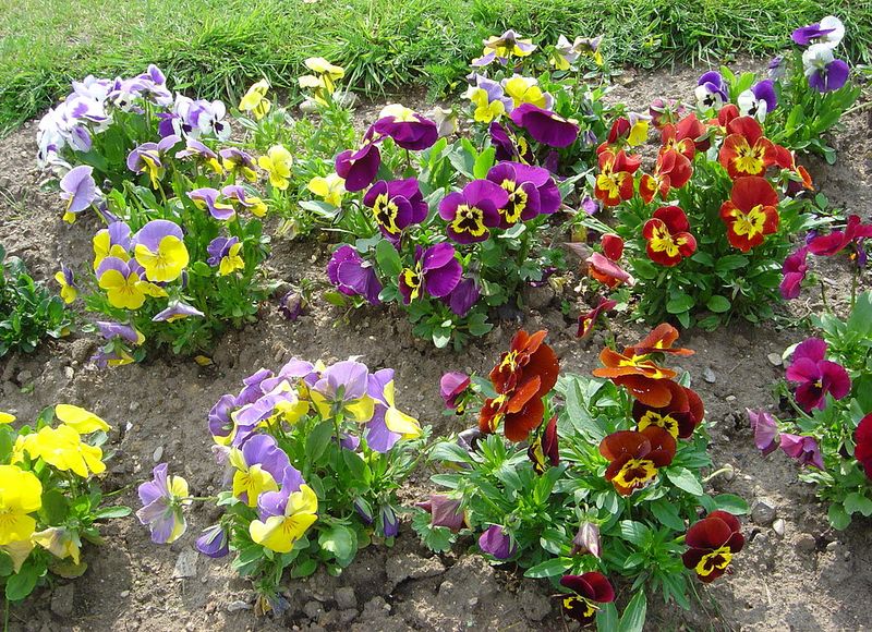 The Practical Arizona Pansy Decision The Practical Arizona Pansy Decision