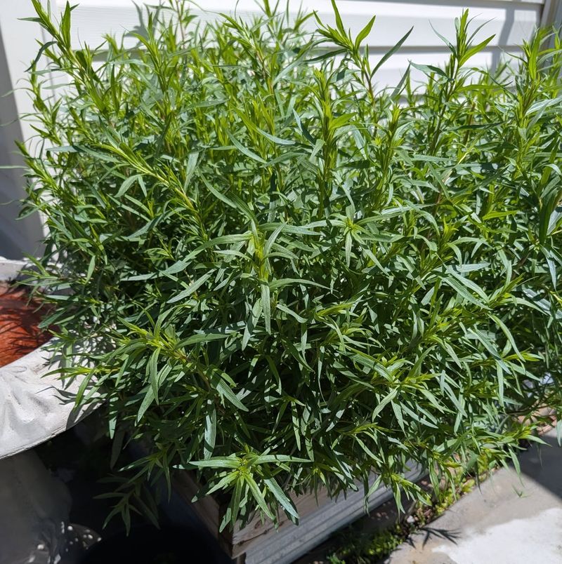 The Pruning And Pinching Habits That Keep Plants Bushy
