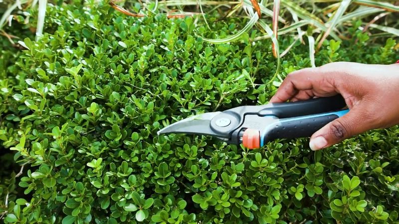 The Pruning Habit That Spreads It Down The Row The Pruning Habit That Spreads It Down The Row