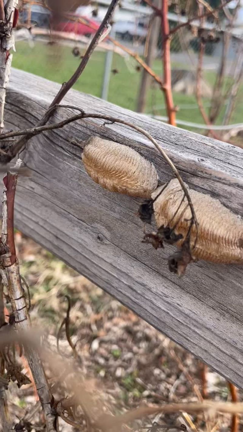 The Pruning Slip That Costs You Hundreds Of Hatchlings