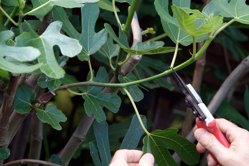 The Pruning Was Too Heavy Or Badly Timed The Pruning Was Too Heavy Or Badly Timed