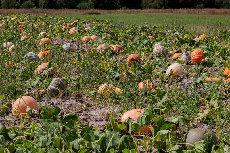 The Pumpkin Develops Its Full Variety Color