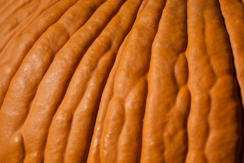 The Pumpkin Skin Becomes Hard To Scratch