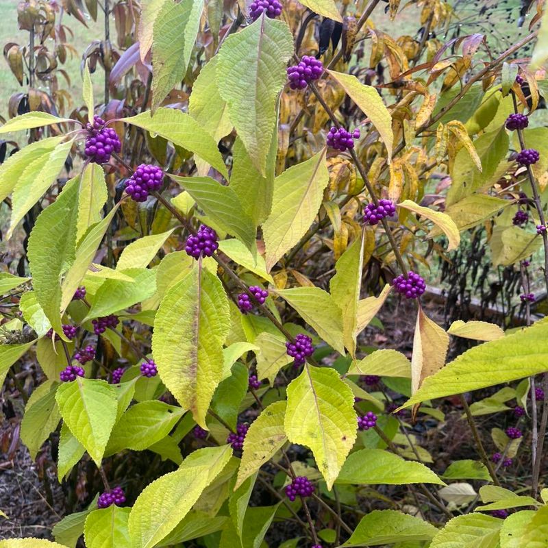 The Purple Jewel Of Southern Woodlands The Purple Jewel Of Southern Woodlands