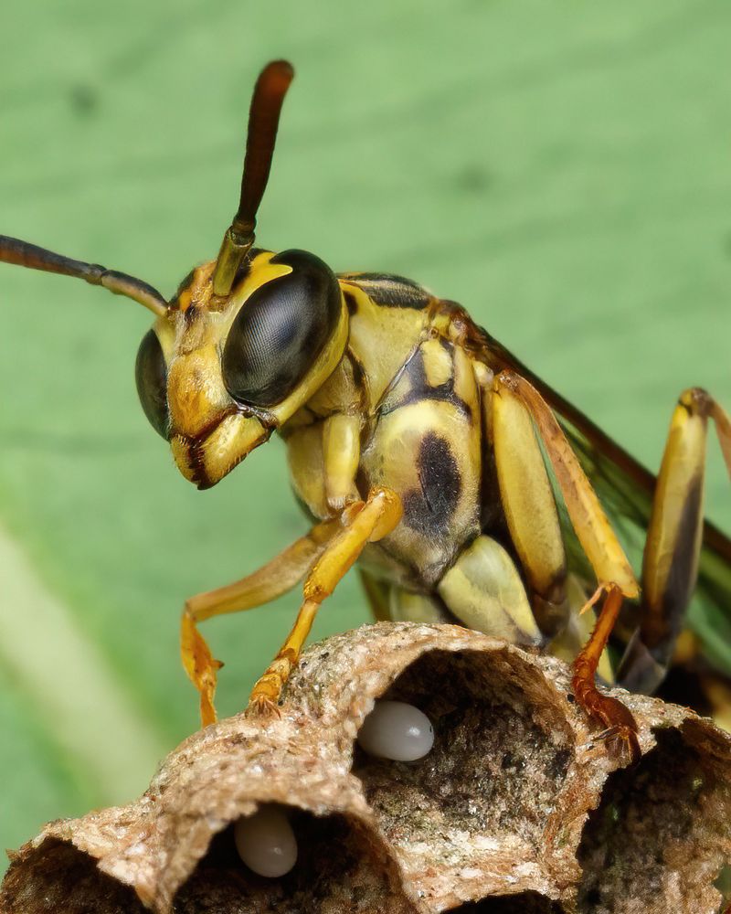 The Queen Stops Ruling The Nest