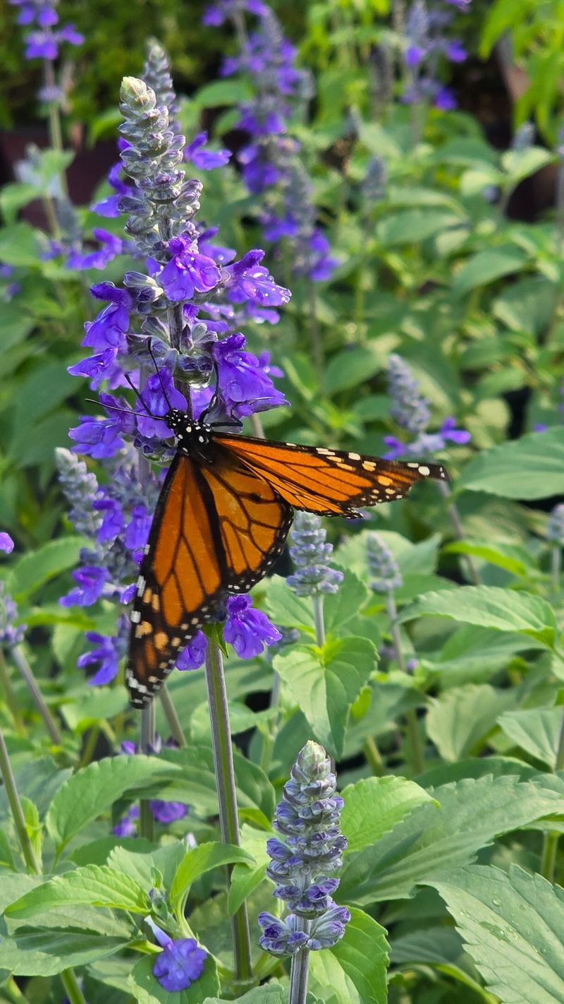 The Quiet Cost To Pollinators And Curb Appeal