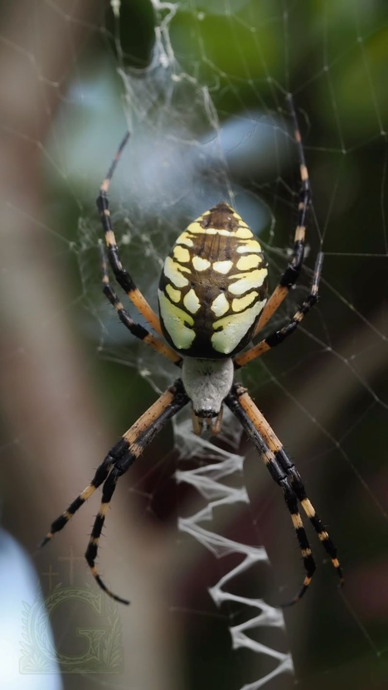 The Quiet Payoff Of A Well-Placed Orb Weaver The Quiet Payoff Of A Well-Placed Orb Weaver