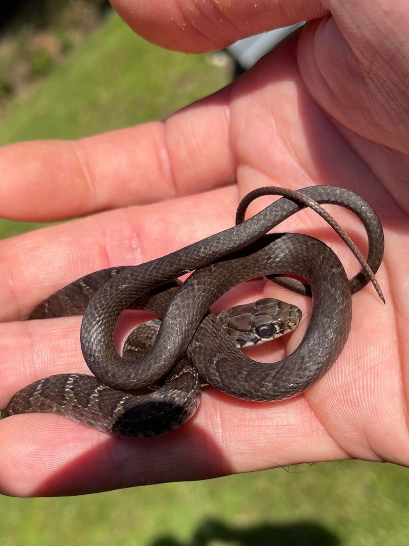 The Reaction That Turns A Harmless Snake Into A Problem