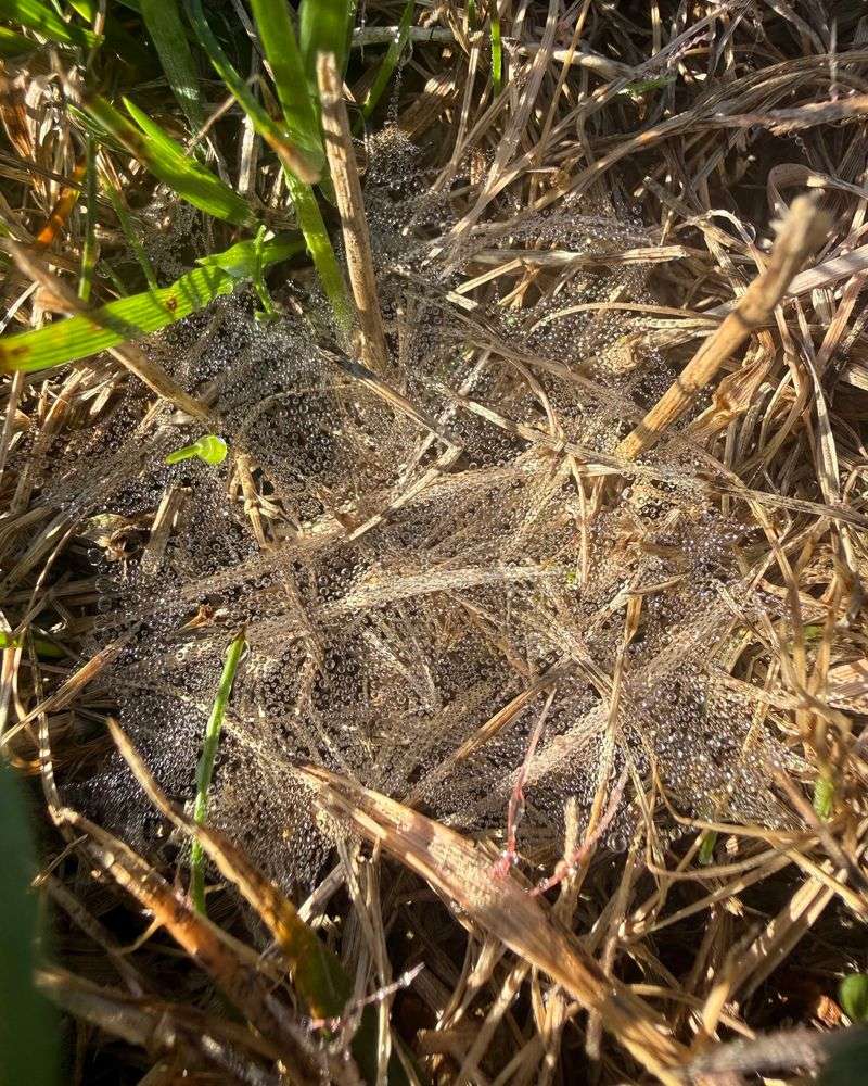 The Real Cost Of Soggy September Turf The Real Cost Of Soggy September Turf