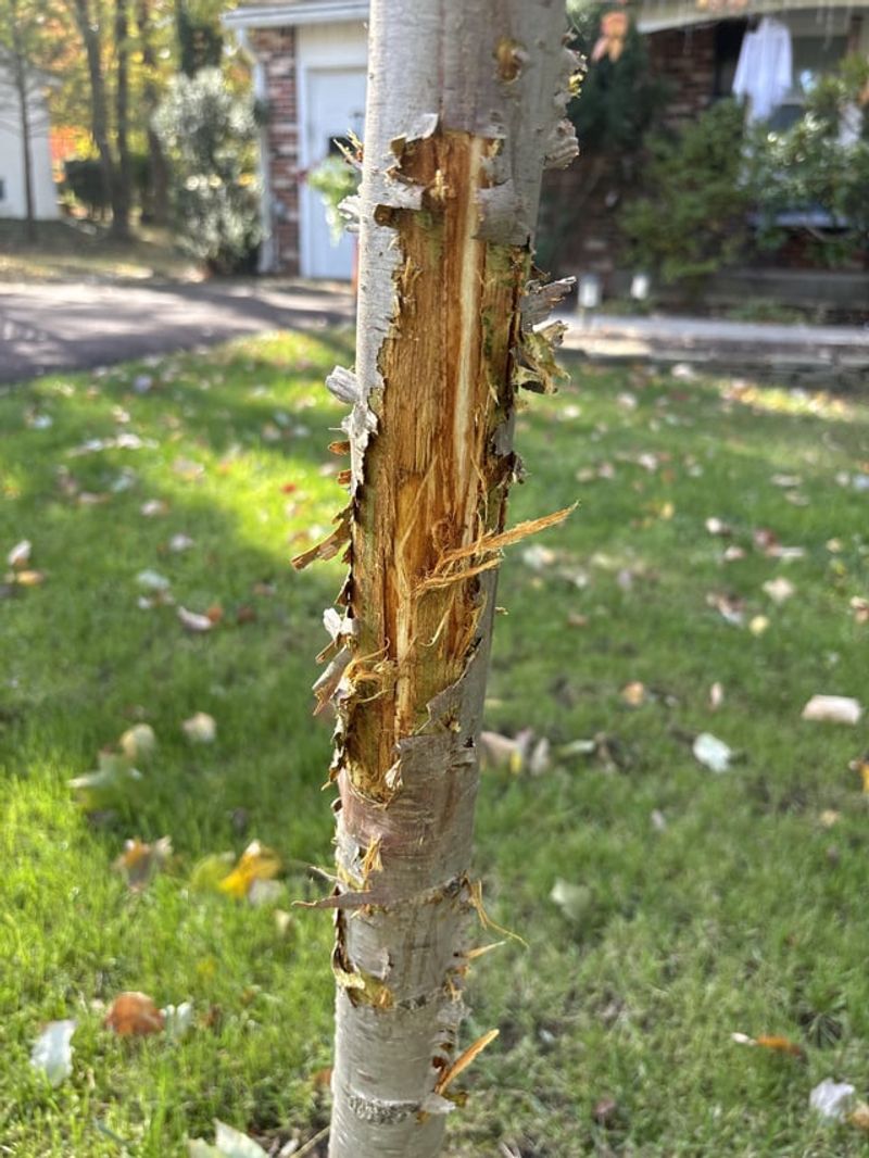 The Real Harm To Young Trees 