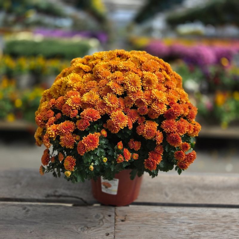 The Real Product Behind September Mums