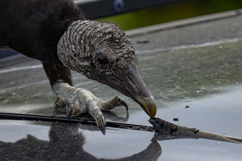 The Real Reason Behind The Shredded Wiper Blades The Real Reason Behind The Shredded Wiper Blades