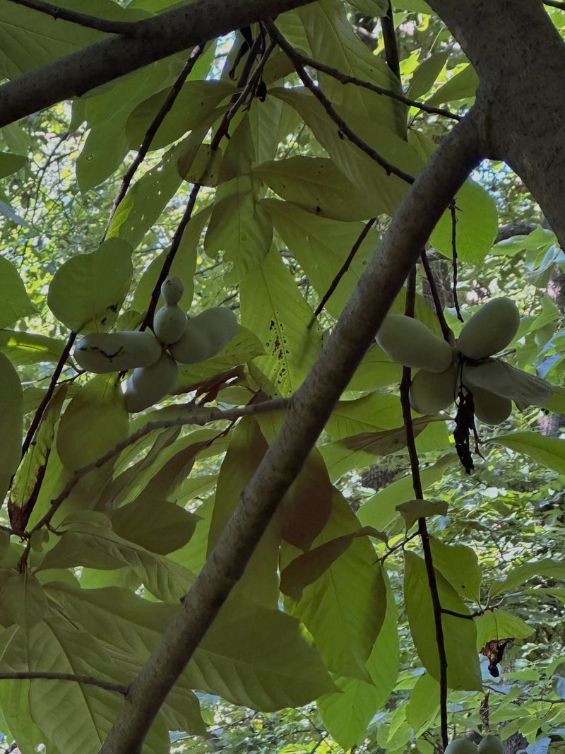 The Reason Hikers Stroll Right Past A Loaded Tree