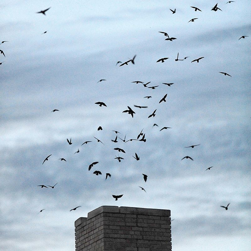 The Reason Maryland Skies Fill With Swirling Birds In Late Summer