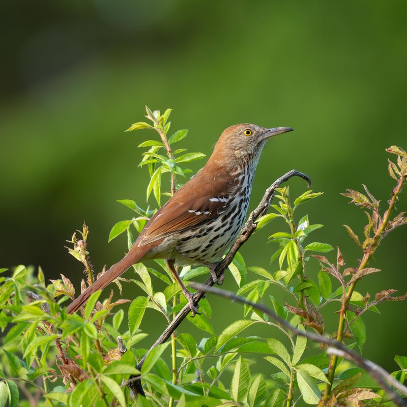 The Reason This Florida Bird Tosses Leaves Everywhere