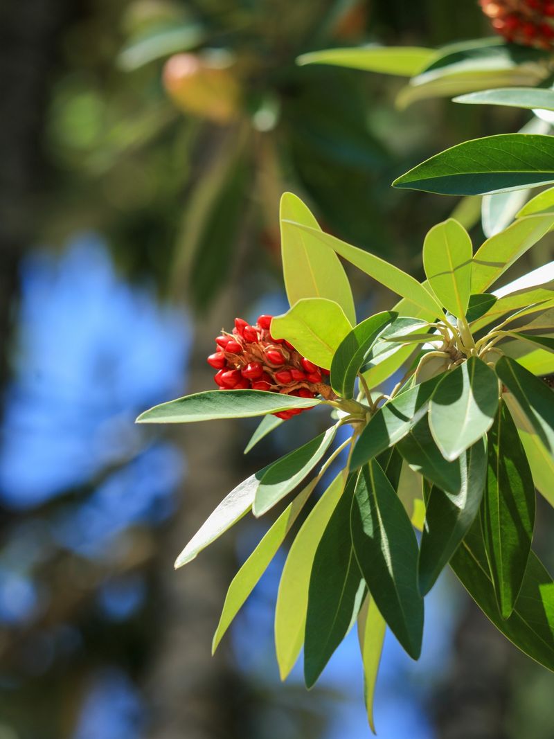 The Red Color Helps Attract Wildlife The Red Color Helps Attract Wildlife