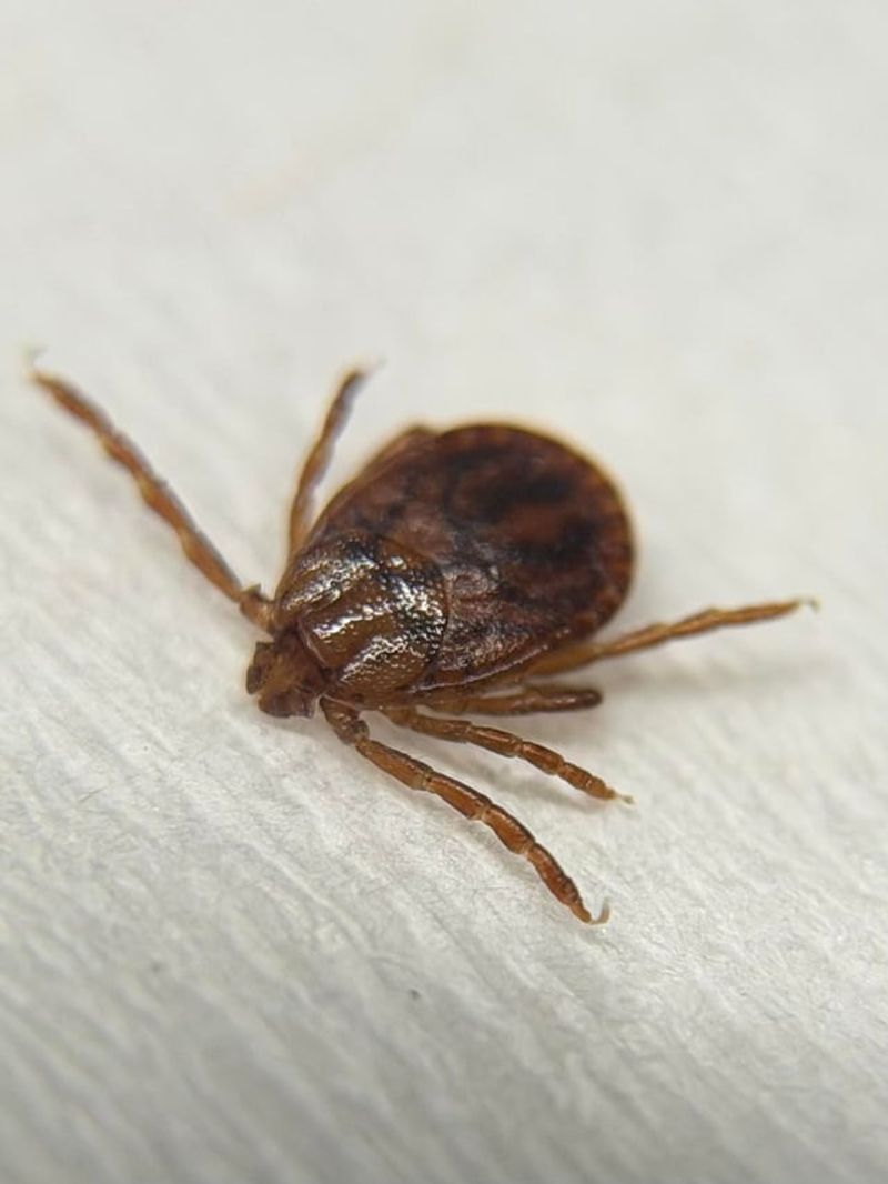 The Reproduction Trick Behind Its Rapid Spread