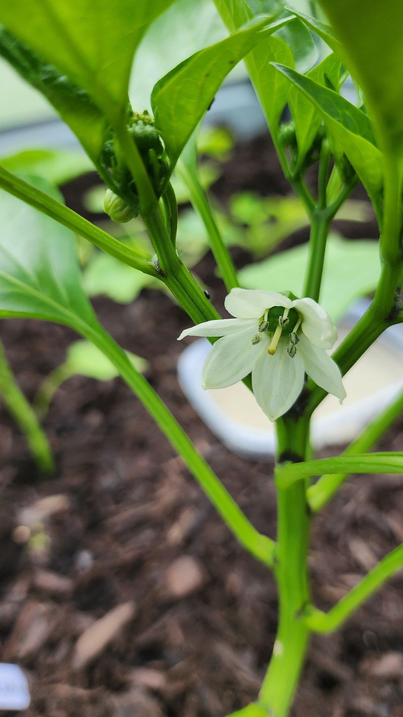 The Return Of Pollen-Friendly Nights