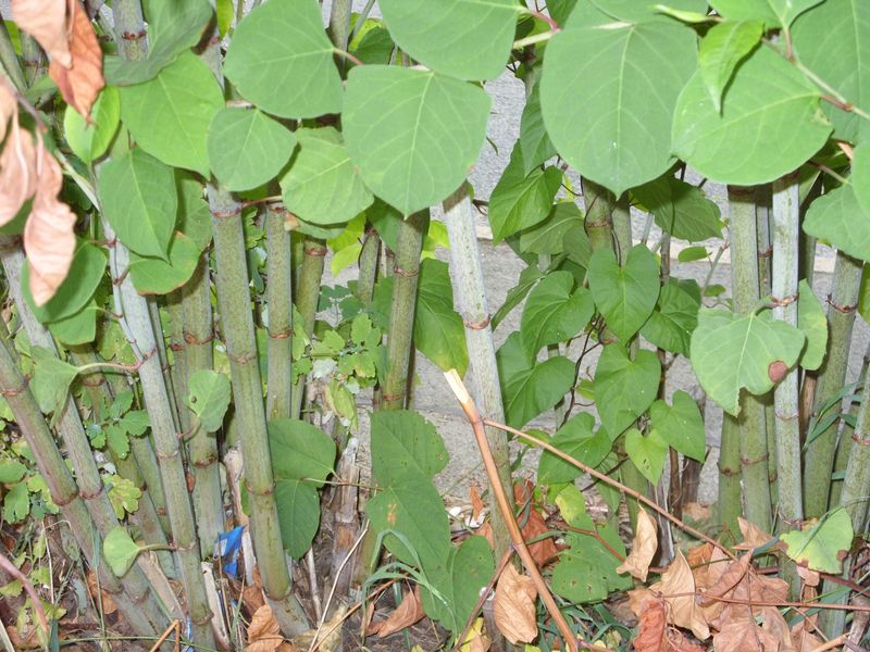 The Rhizomes Are The Real Problem
