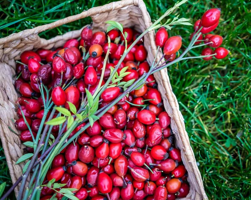 The Right Season To Pick Ripe Hips The Right Season To Pick Ripe Hips