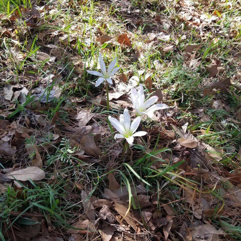 The Right Soil Helps The Bulbs Settle In