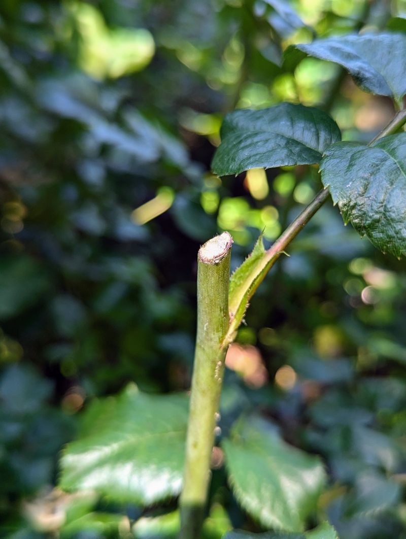 The Right Time To Prune Instead The Right Time To Prune Instead