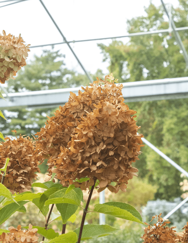 The Right Time To Stop Pruning Hydrangeas Before Winter The Right Time To Stop Pruning Hydrangeas Before Winter