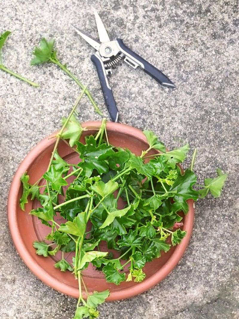 The Right Way To Take A Clean Cutting The Right Way To Take A Clean Cutting