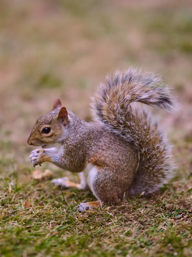 The Ripple Effects Of A Wildlife Boom