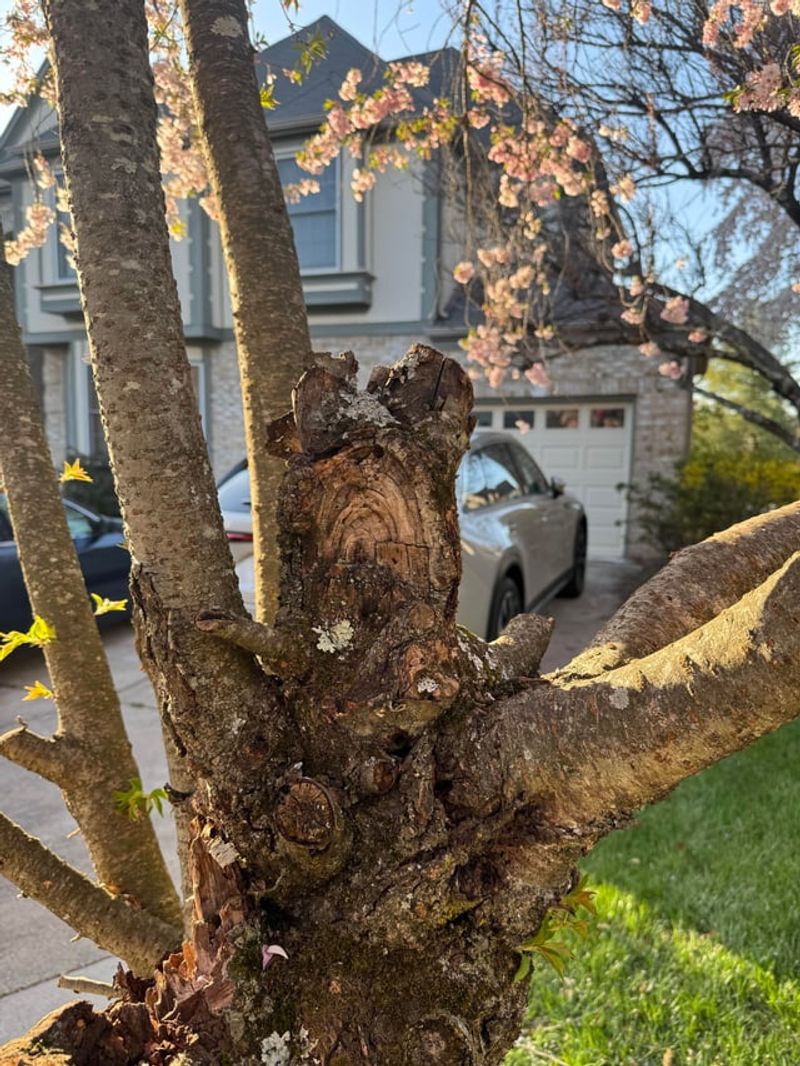 The Risk Behind Weak Branches The Risk Behind Weak Branches