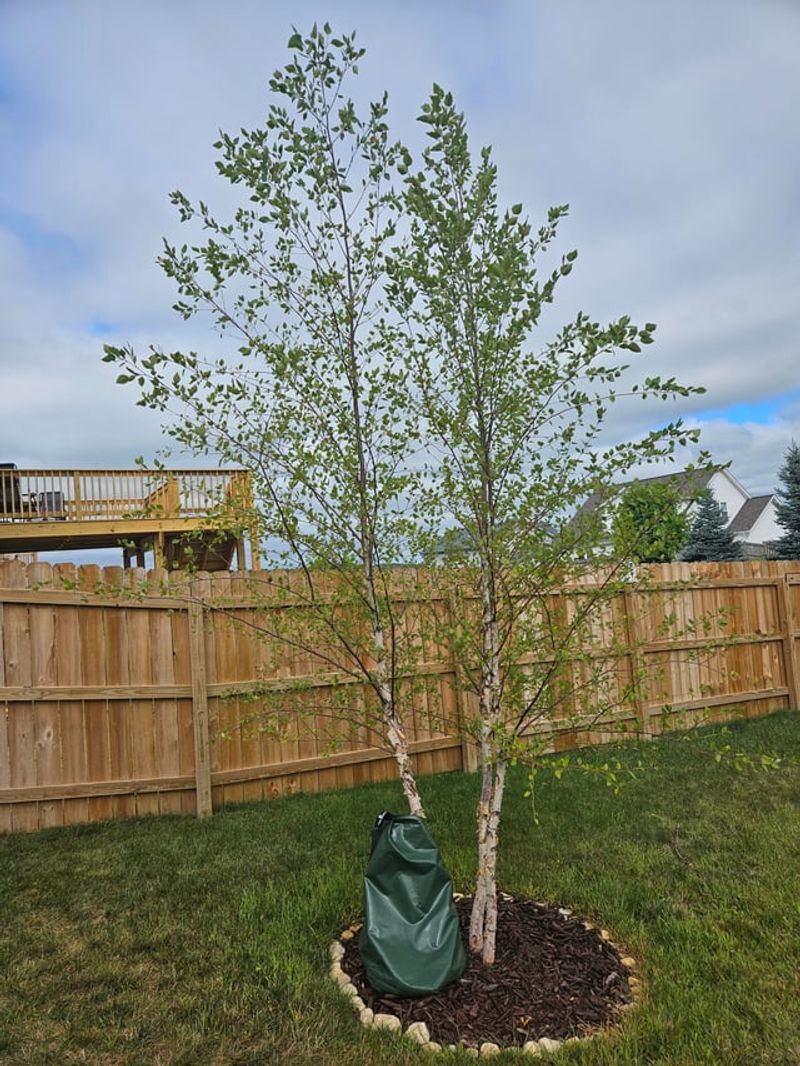 The River Birch Mistakes To Avoid The River Birch Mistakes To Avoid