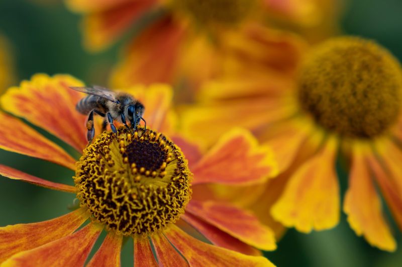 The Role Of Pollinators In Virginia Sneezeweed's Comeback