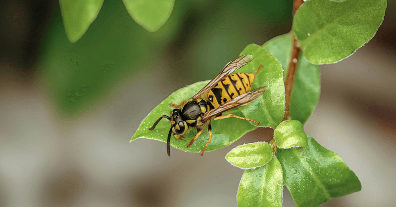 The Role Yellow Jackets Play In The Local Ecosystem The Role Yellow Jackets Play In The Local Ecosystem