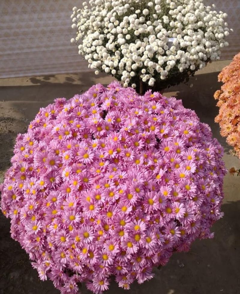 The Root Ball Problem Hiding Under All Those Flowers
