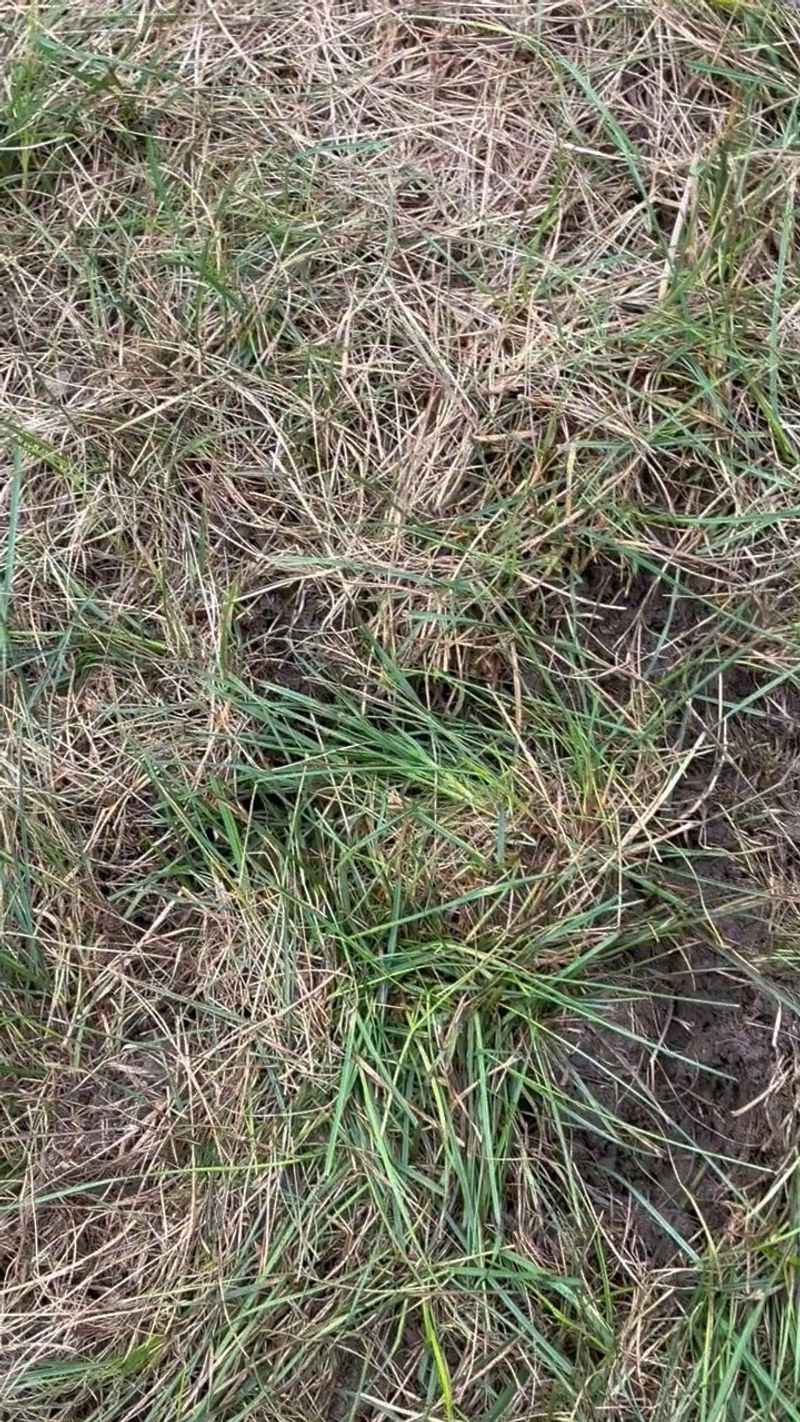 The Root System Behind Every Healthy Blade