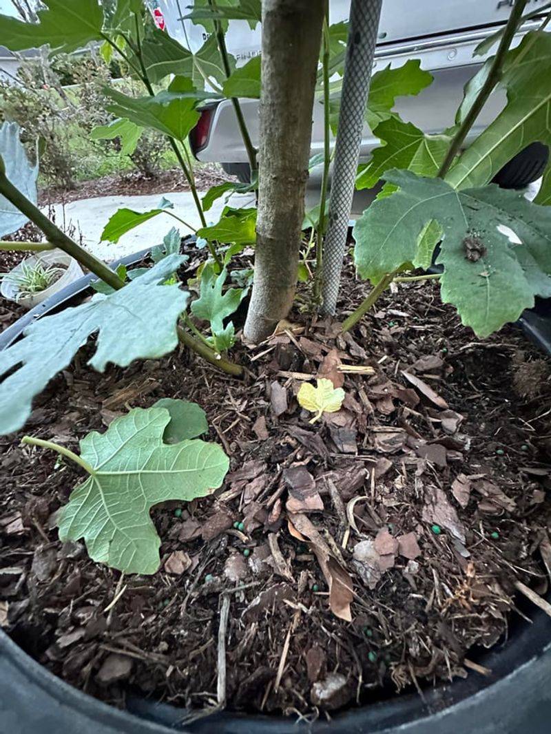 The Root Zone Can Benefit From Protection