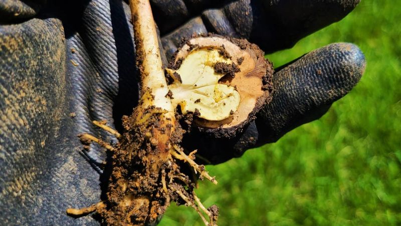 The Root Zone Can Extend Beyond The Tree Canopy The Root Zone Can Extend Beyond The Tree Canopy