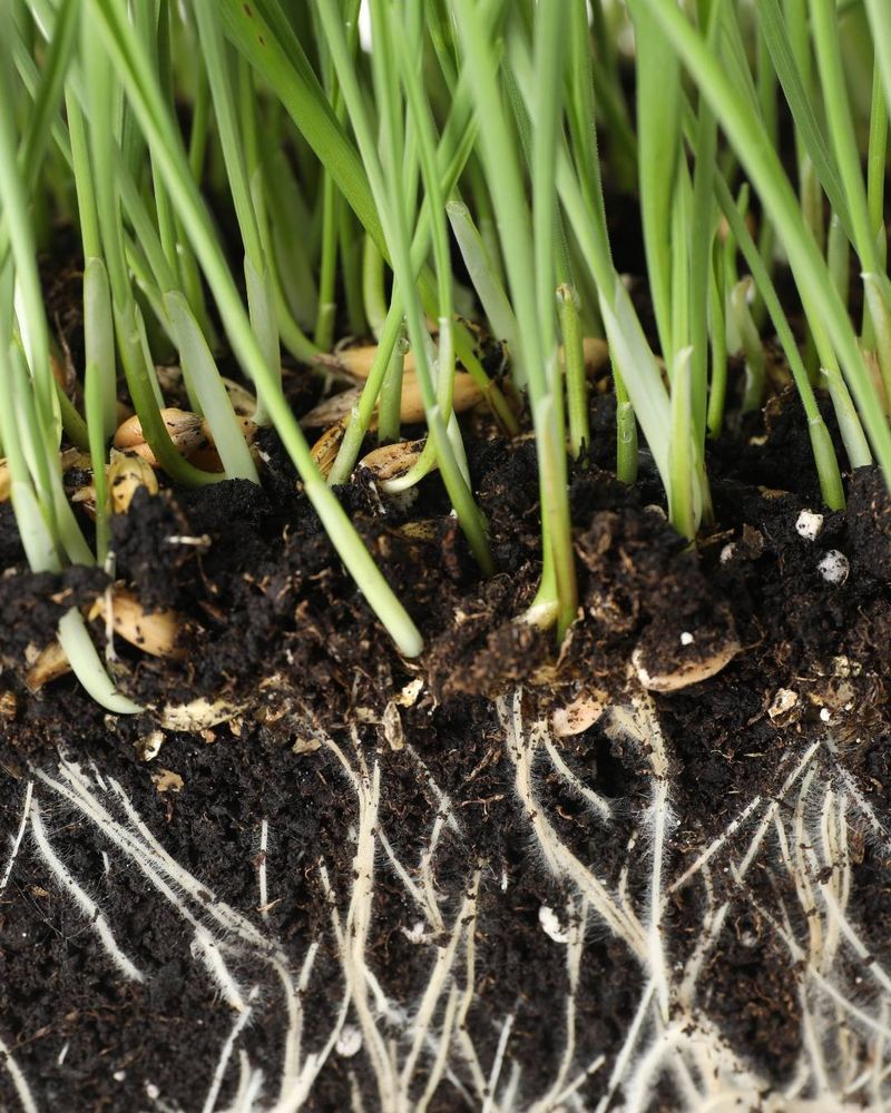 The Roots Sit Shallow In The Soil