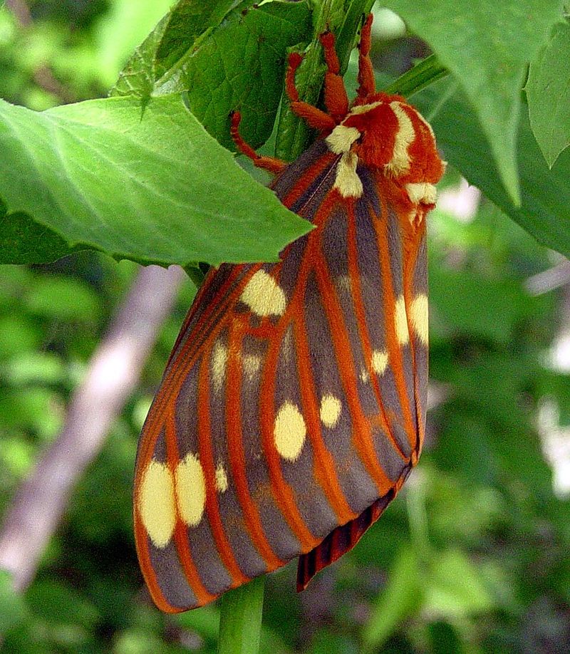 The Royal Walnut Moth At The End Of The Road